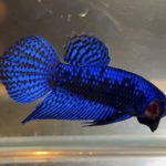 betta86