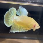 betta89