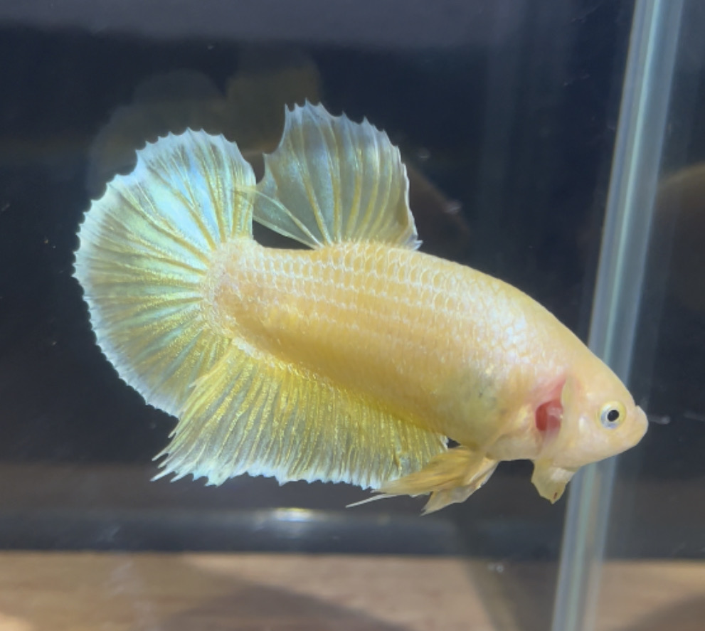 betta89
