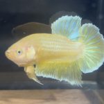 betta89