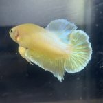 betta89