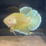 betta89