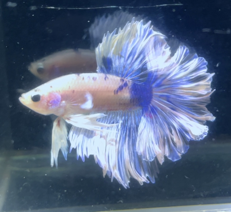 betta93
