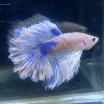 betta93