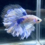 betta93