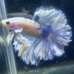 betta93