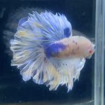 betta93