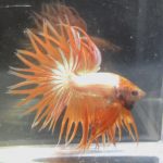 betta94