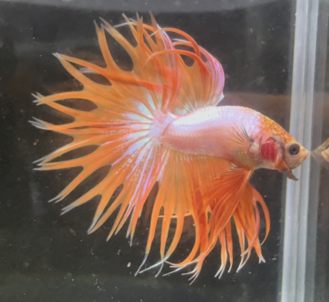 betta94