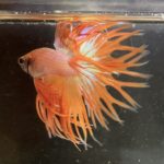 betta94
