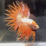 betta94