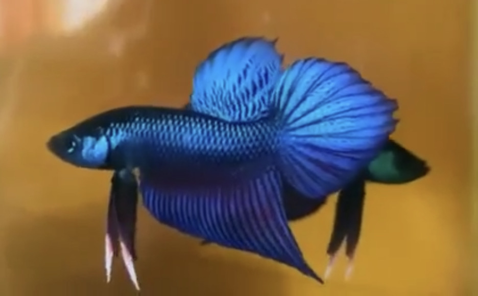 betta96