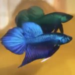 betta96