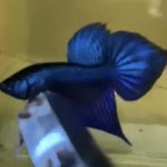 betta96