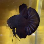 betta98