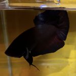 betta98