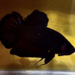 betta98