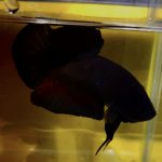 betta98