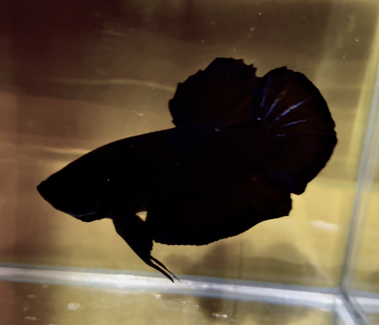 betta98