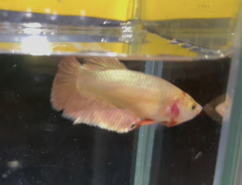 betta97