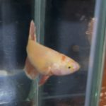 betta97