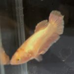 betta97