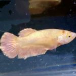 betta97