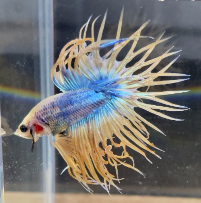 betta103