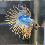 betta103