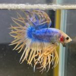 betta103