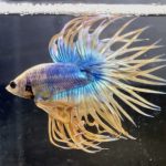 betta103