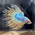 betta103