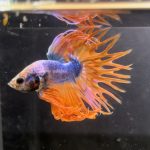 betta104