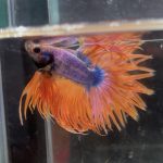 betta104