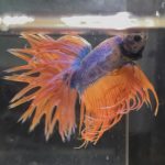 betta104