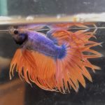 betta104