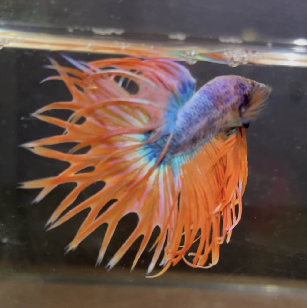 betta104