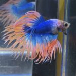 betta106