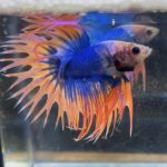 betta106
