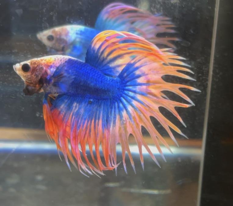 betta106