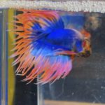 betta106