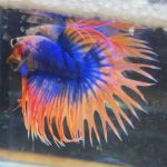betta106