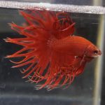 betta102