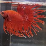 betta102
