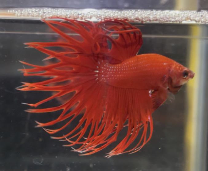 betta102