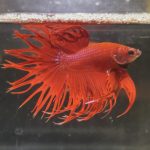 betta102