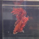 betta102
