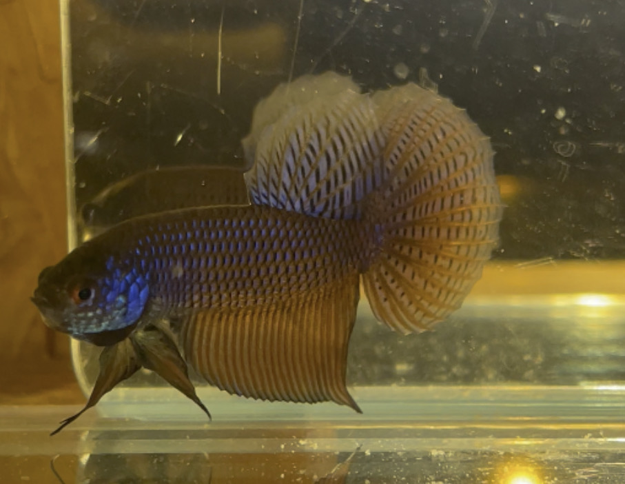 betta107
