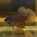 betta107