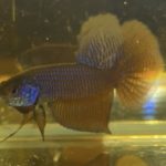 betta107
